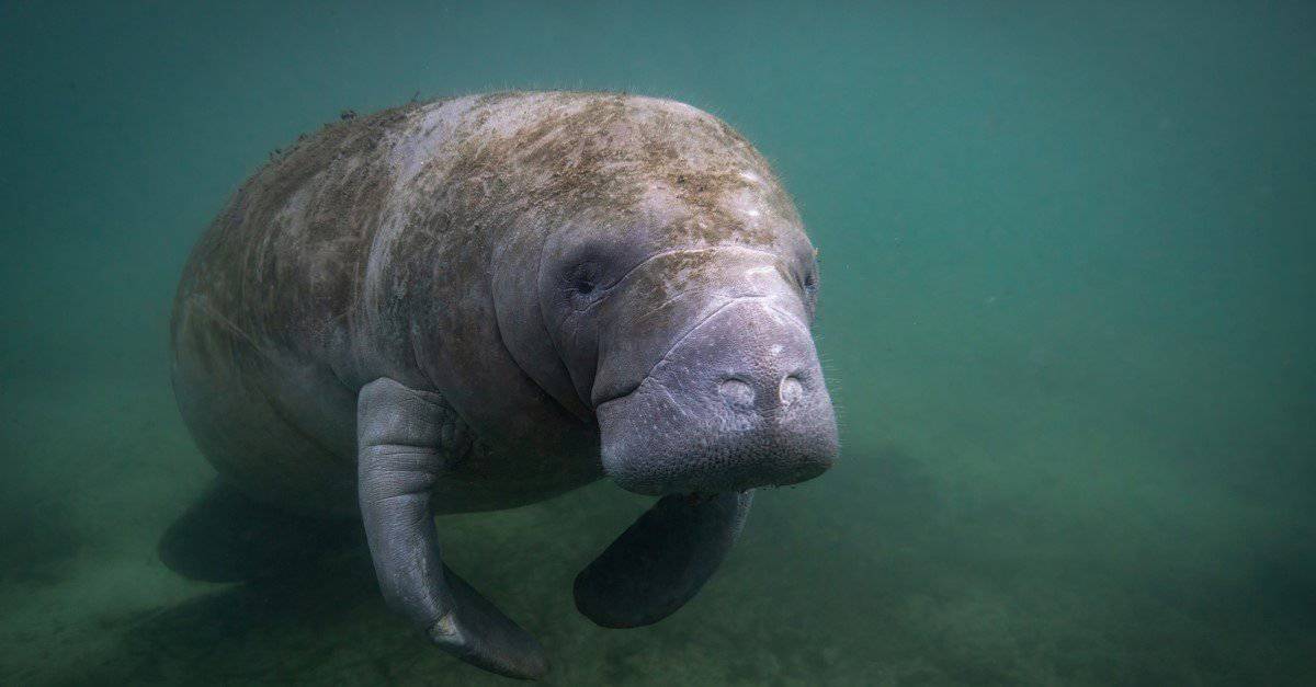 I 12 animali più lenti del Nord America