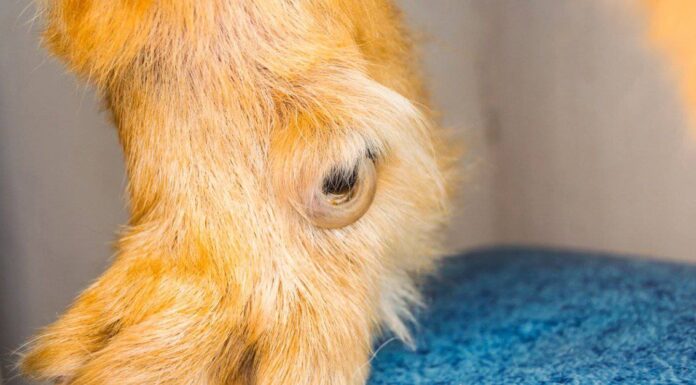 Dewclaws: tutto ciò che devi sapere
