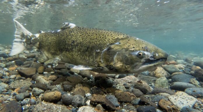  Cosa mangia il salmone?  12 alimenti nella loro dieta
