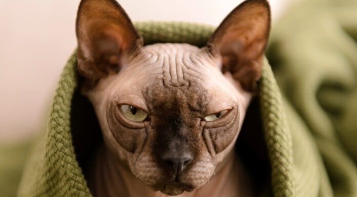 10 diversi animali senza pelo
