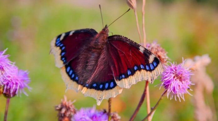 I 10 insetti più belli del mondo
