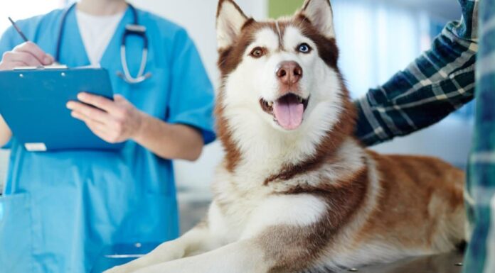 Oldest Pets Still Alive Today - Common Pets