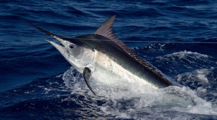 Gli 8 animali acquatici più veloci
