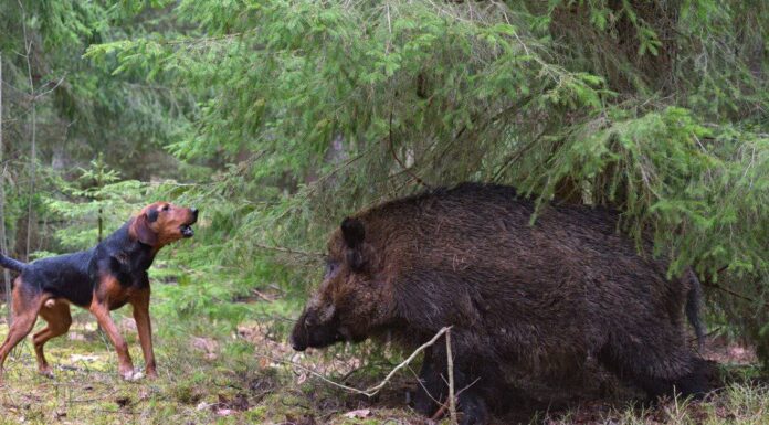 Scopri il cinghiale più grande di sempre
