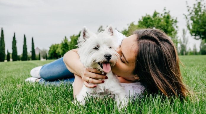 I 10 migliori animali di supporto emotivo
