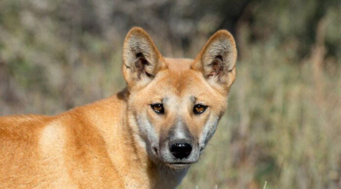 Carini ma mortali: i 10 animali più feroci che sembrano carini!
