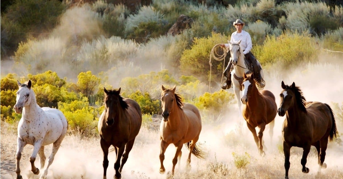 I 10 migliori animali da fattoria