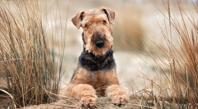 Grandi razze di terrier
