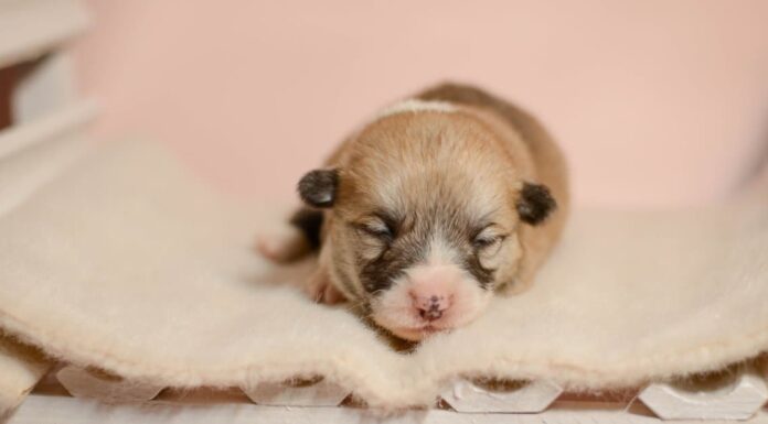 Quando i cuccioli aprono gli occhi?
