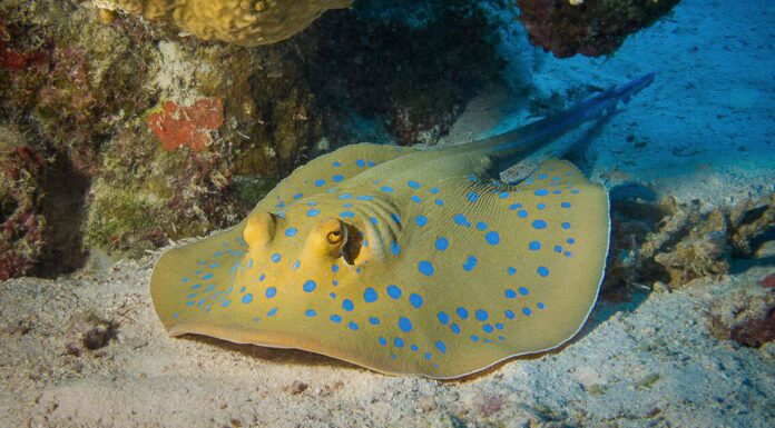 Scopri le 8 razze più grandi del mondo
