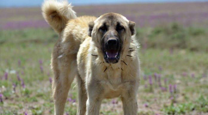 Cani con la più alta forza di morso

