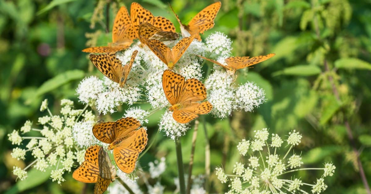 Come si chiama un gruppo di farfalle?