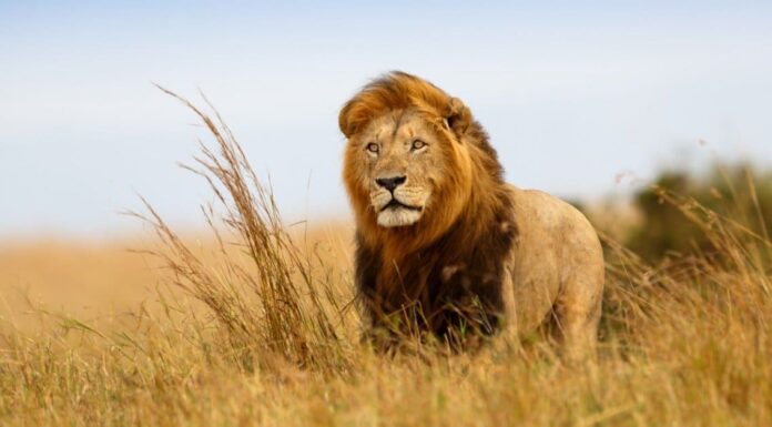 Confronto delle dimensioni dei grandi felini
