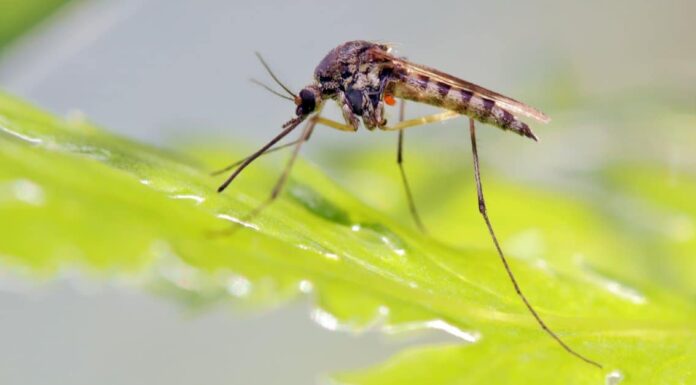 I nove insetti più pericolosi al mondo
