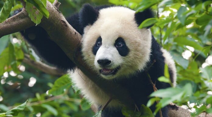 Cosa mangiano i panda?
