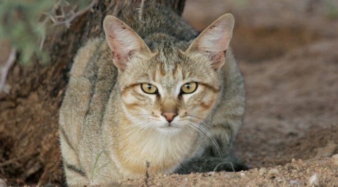 Tipi di razze di gatti egiziani
