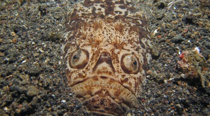 Electric Fish - Pacific Electric Ray