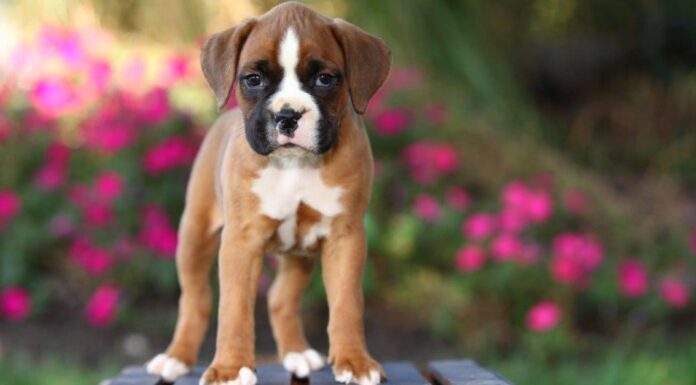 baby-dog-german-shepherd