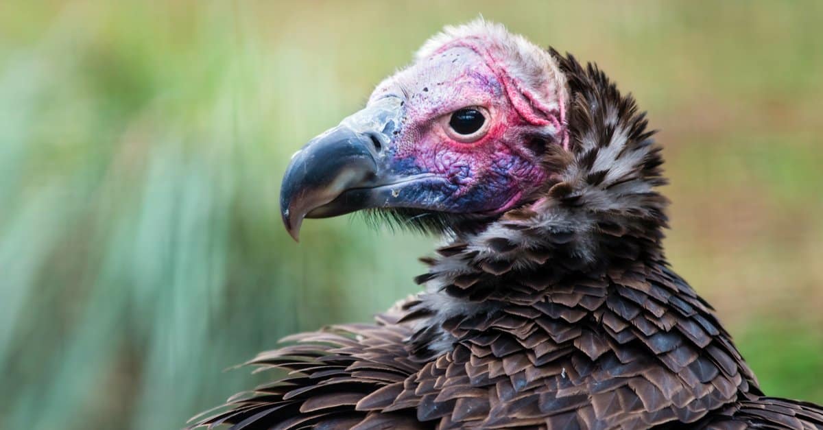 Largest Vulture - Indian Vulture