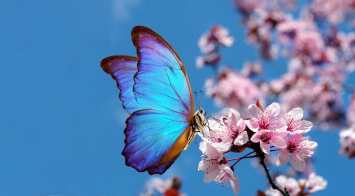 Quanti occhi hanno le farfalle?
