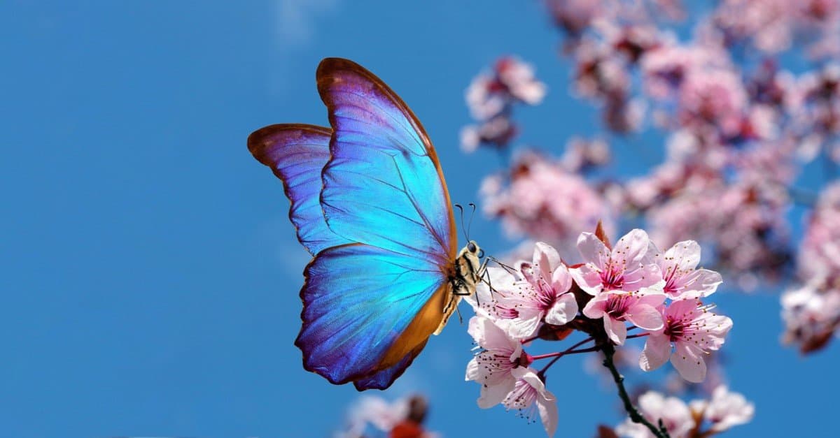 Quanti occhi hanno le farfalle?