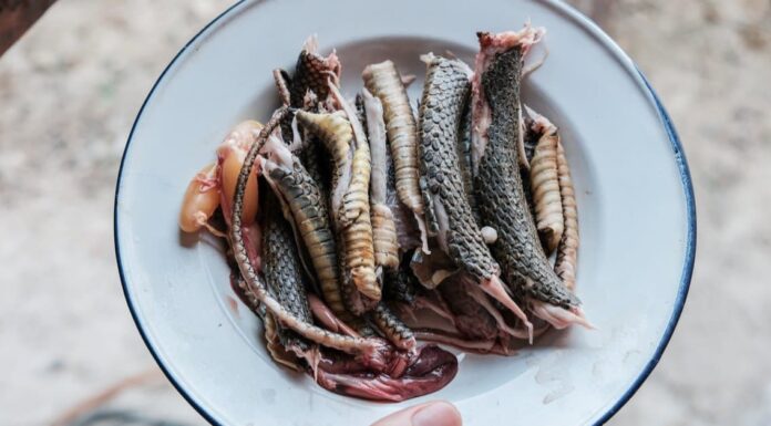 Che sapore ha la carne di serpente?
