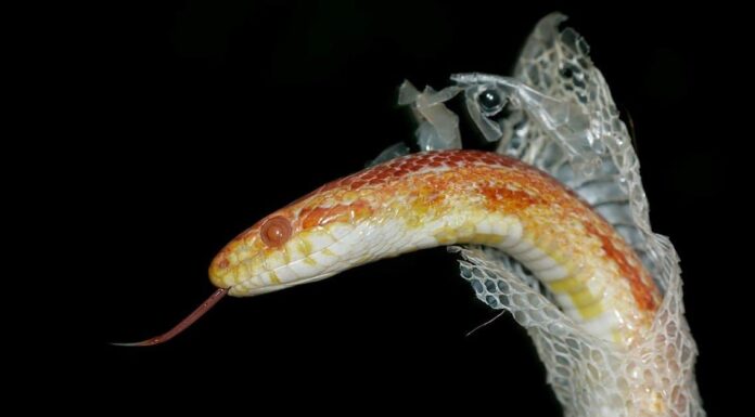 Con quale frequenza i serpenti perdono il pelo?
