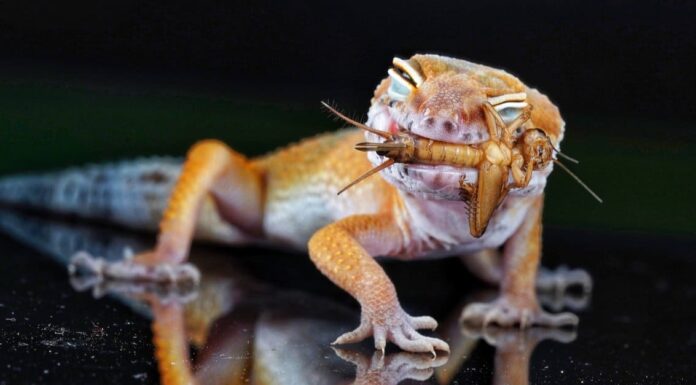  Cosa mangiano i gechi?  15 alimenti nella loro dieta!
