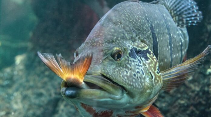 Cosa mangiano i pesci?
