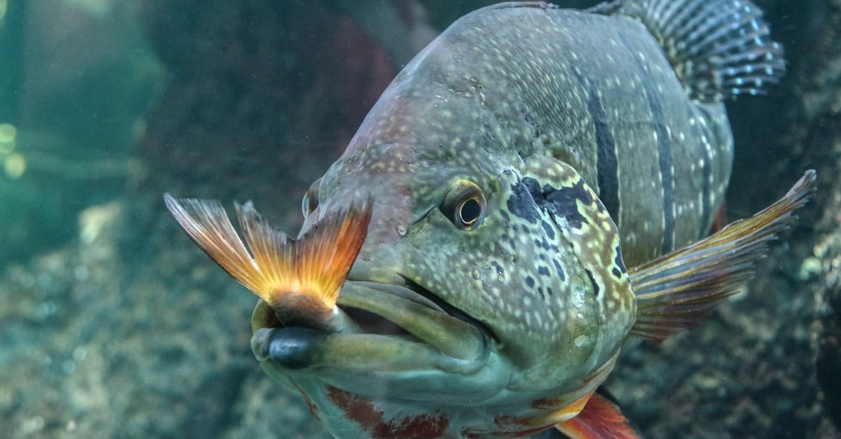 Cosa mangiano i pesci?