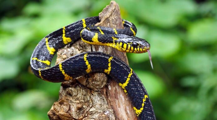 Come si muovono i serpenti?
