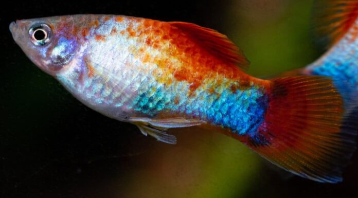pearl-gourami-fish