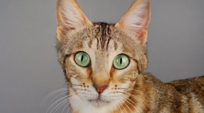 orange-american-bobtail-cat-kitten