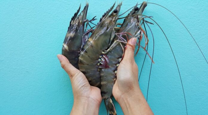 Largest shrimp - Deep Water Rose Shrimp&nbsp;