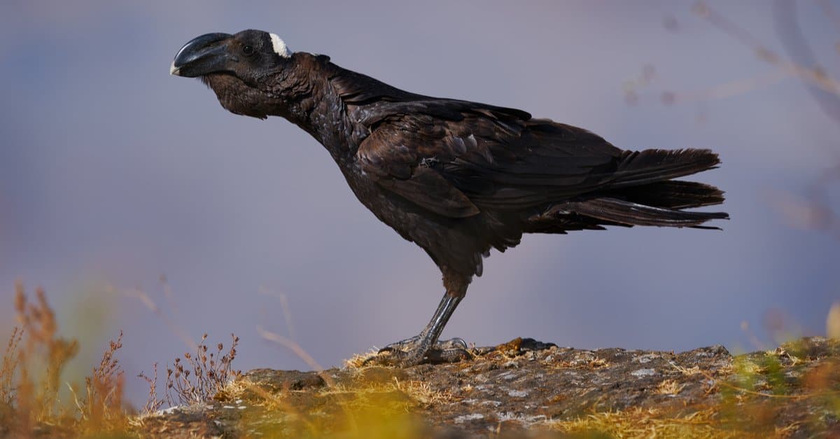 Largest Crows - Torresian Crow
