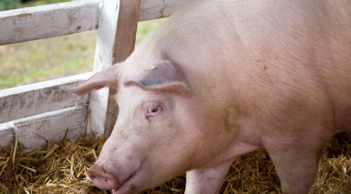 Largest Pigs - Tamworth Pig 