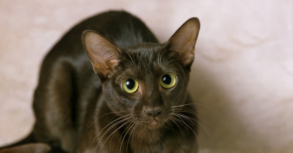 8 razze di gatti marroni e nomi di gatti marroni