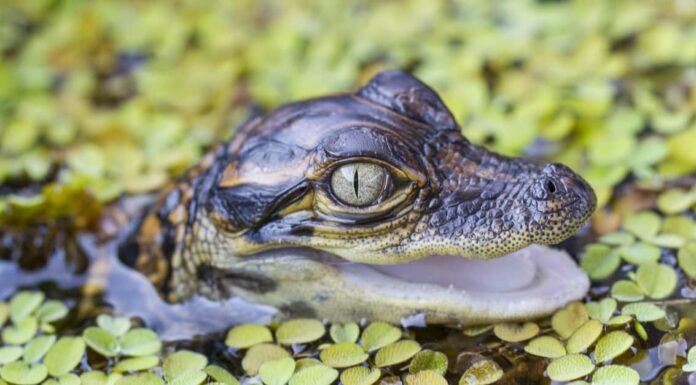 baby-crocodile-and-egg