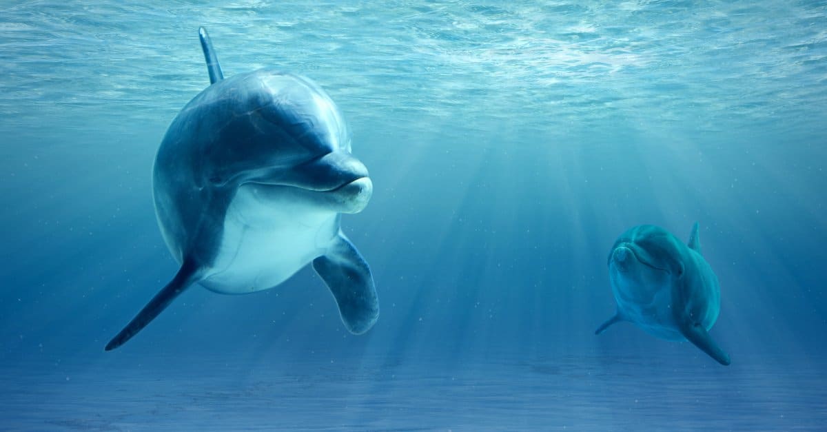 baby-dolphin-underwater