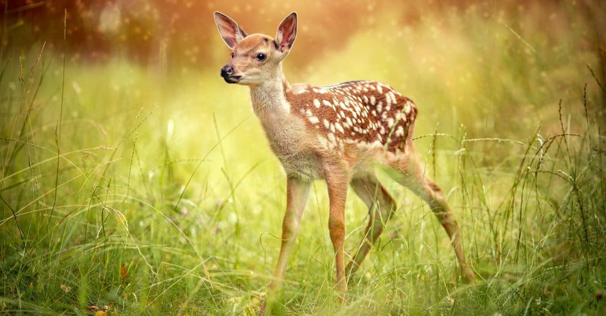 Baby Deer: 6 immagini di cerbiatto e 6 fatti