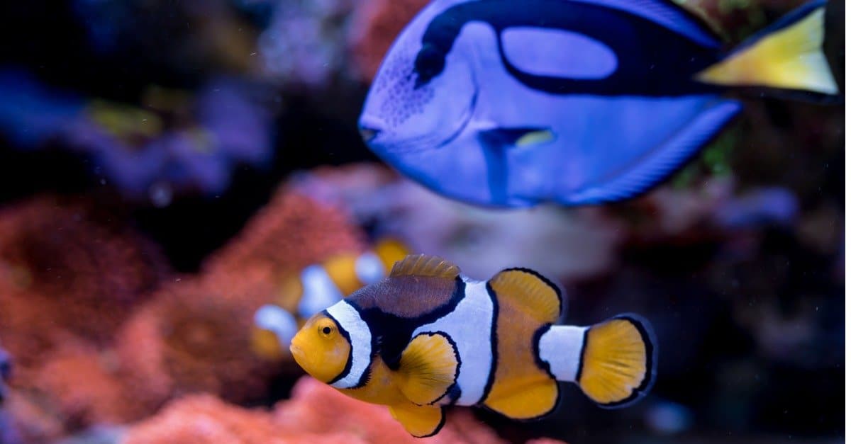5 Alla ricerca di specie di pesci Nemo nella vita reale