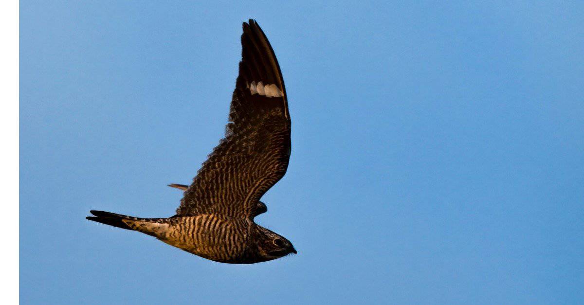 Incontra il Nighthawk comune: un uccello conosciuto dalla striscia bianca sulla sua ala