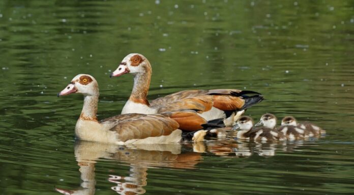 Le oche hanno i denti?
