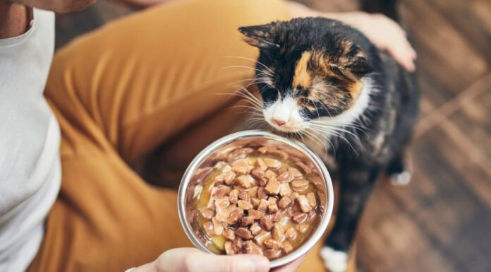 Cosa mangiano i gatti?
