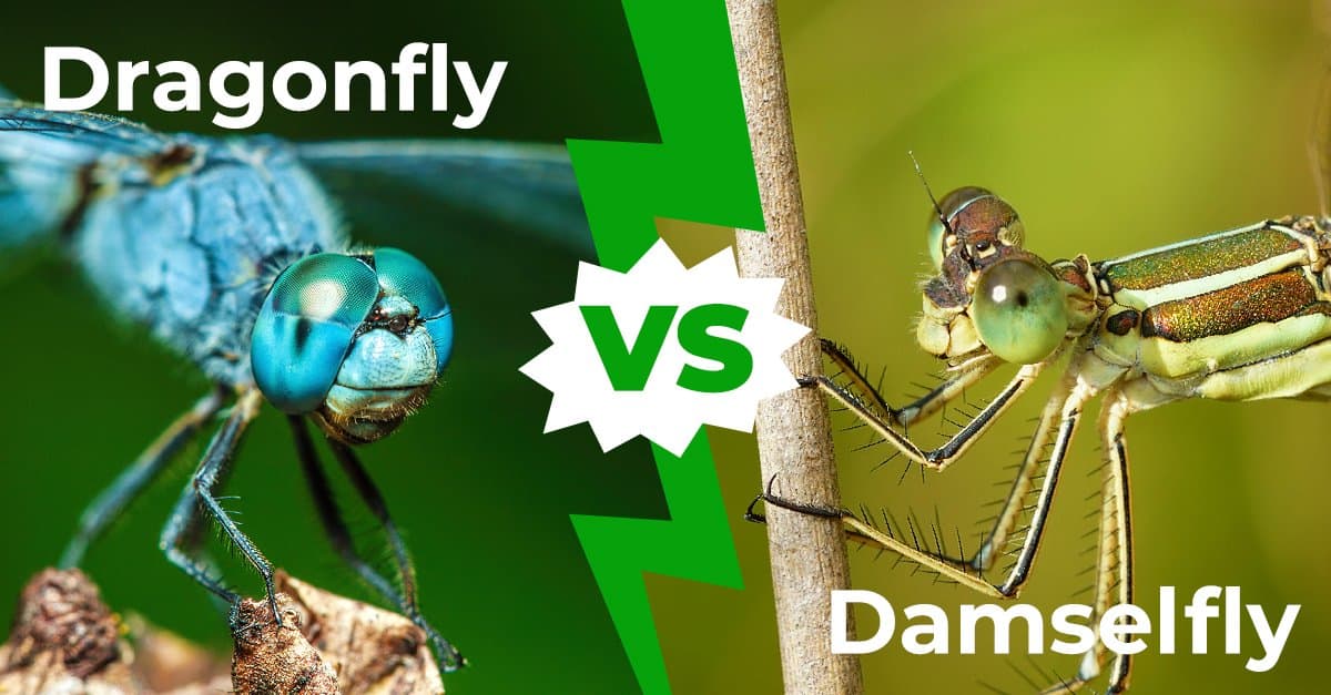 Dragonfly vs Damselfly: 6 differenze chiave spiegate