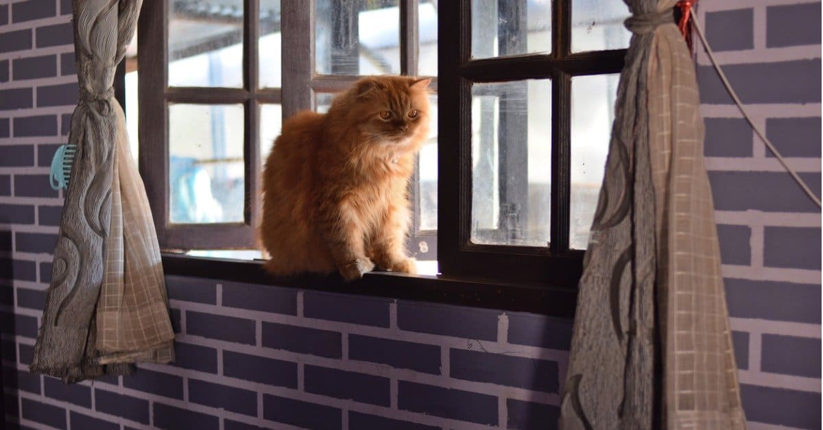 8 razze di gatti rossi e nomi di gatti rossi