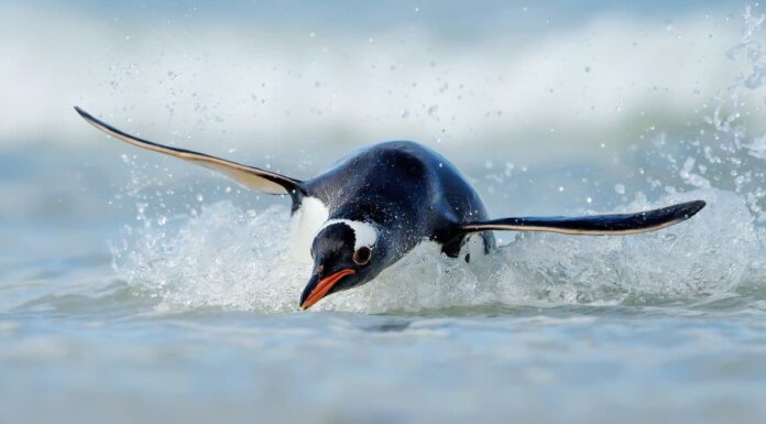 Cosa mangiano i pinguini?
