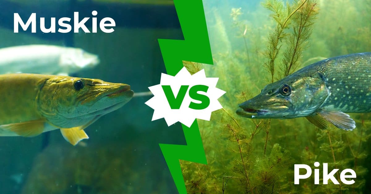 Muskie vs Pike: spiegate 5 differenze chiave