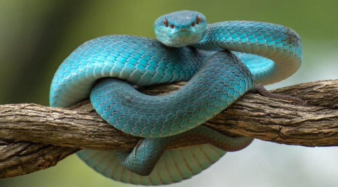 I serpenti vanno in letargo?
