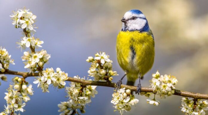 8 uccelli con casse gialle
